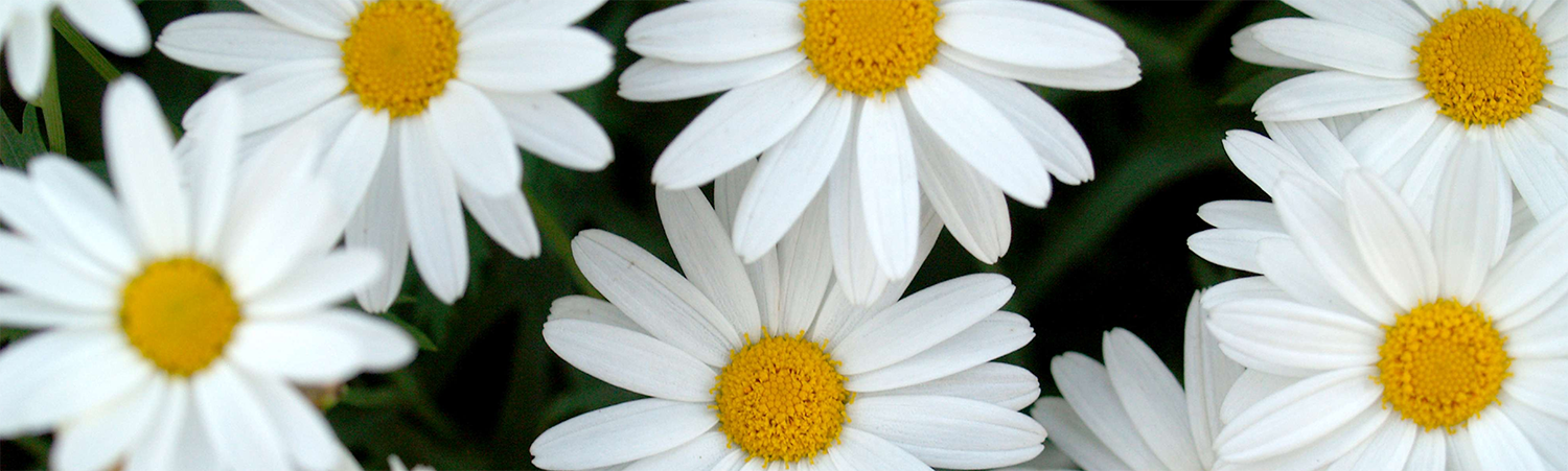 Why Planter Boxes Are Your New Best Friend in Gardening - FOREMAN® Products