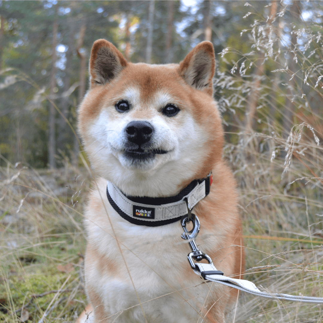 RUKKA® Bliss X Soft Collar - FOREMAN® Products