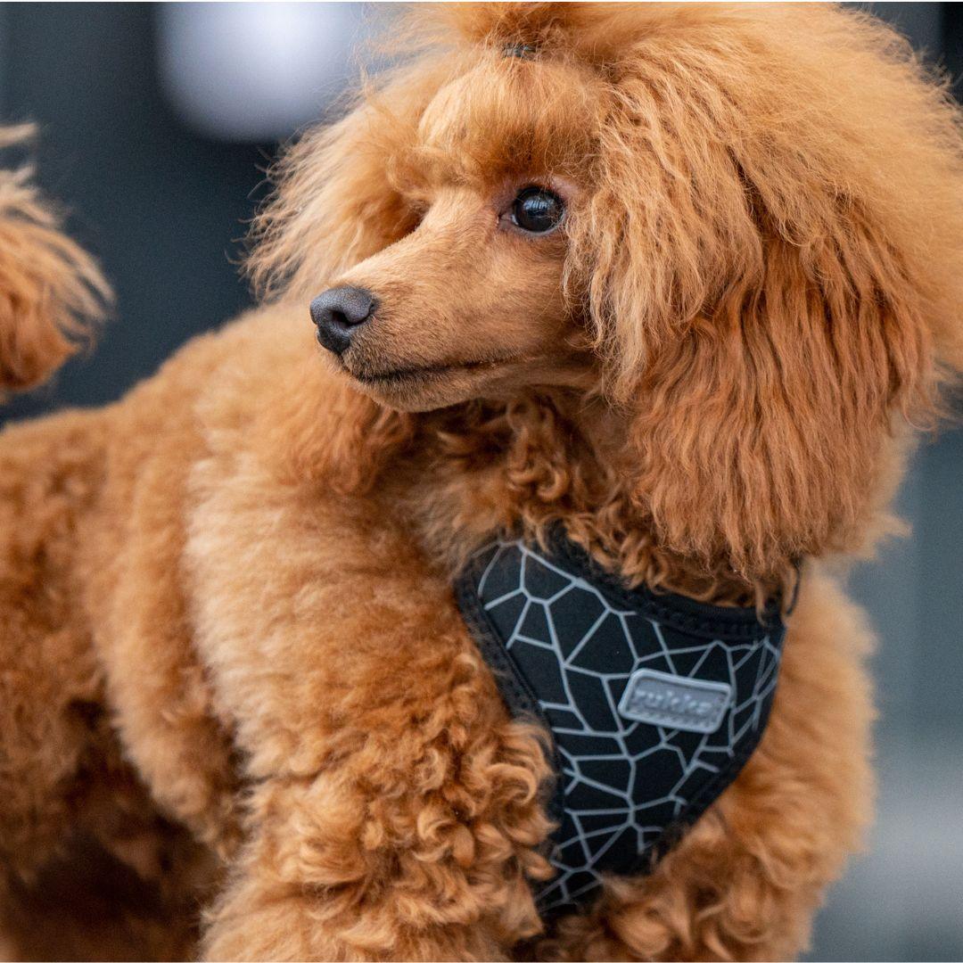 RUKKA® Cube Mini Harness - FOREMAN® Products