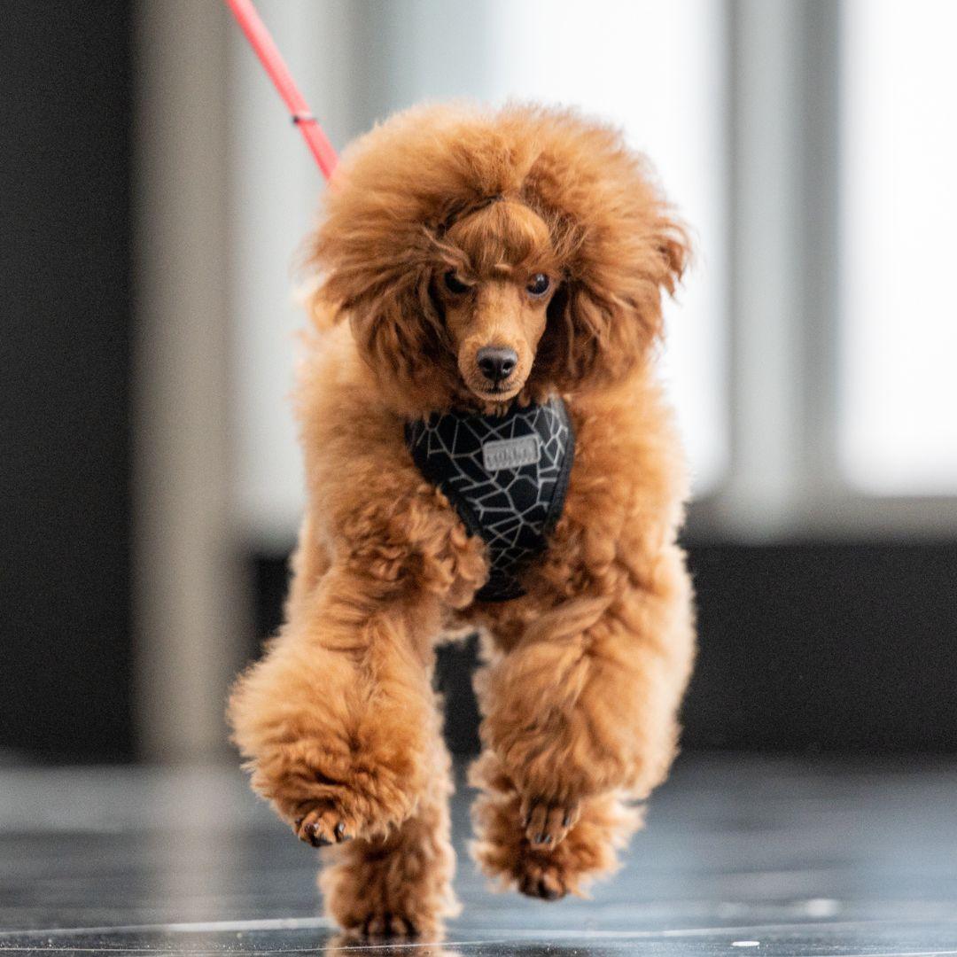 RUKKA® Cube Mini Harness - FOREMAN® Products