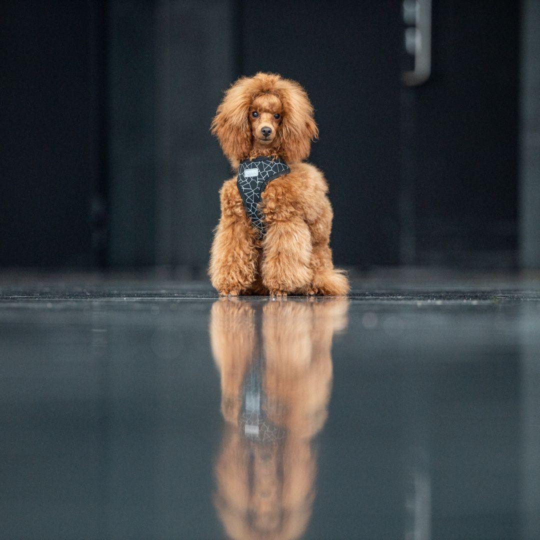 RUKKA® Cube Mini Harness - FOREMAN® Products