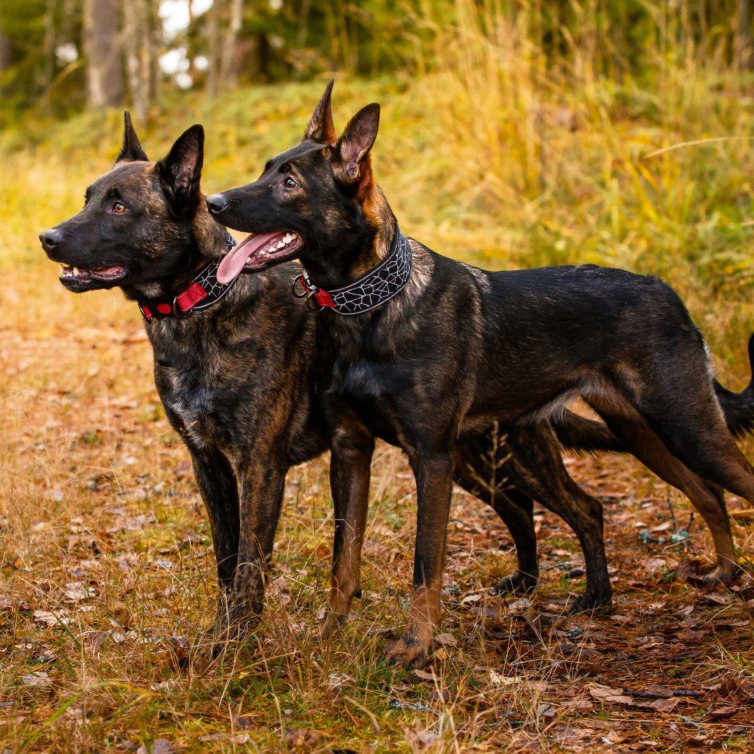 RUKKA® Cube Soft Collar - FOREMAN® Products