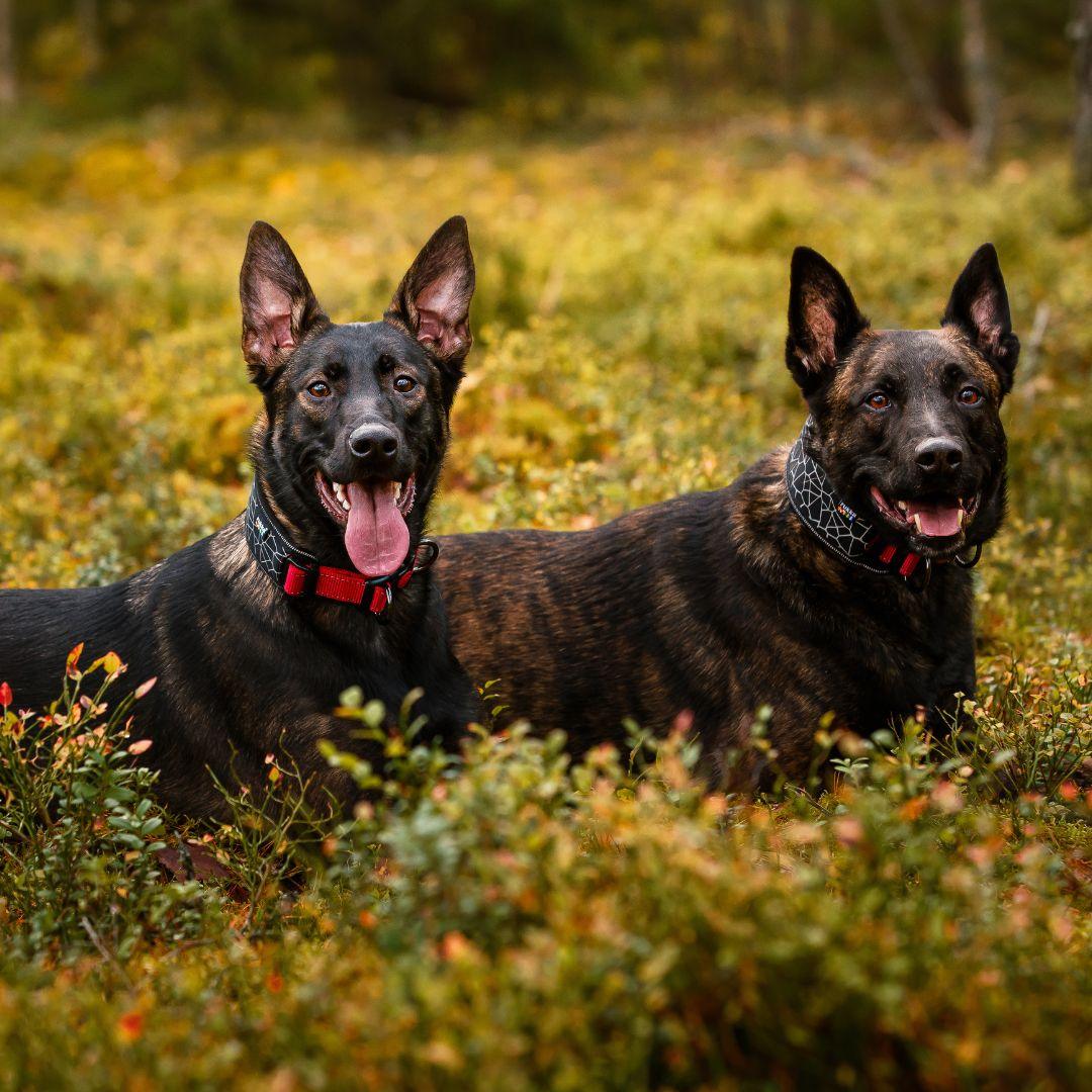 RUKKA® Cube Soft Collar - FOREMAN® Products