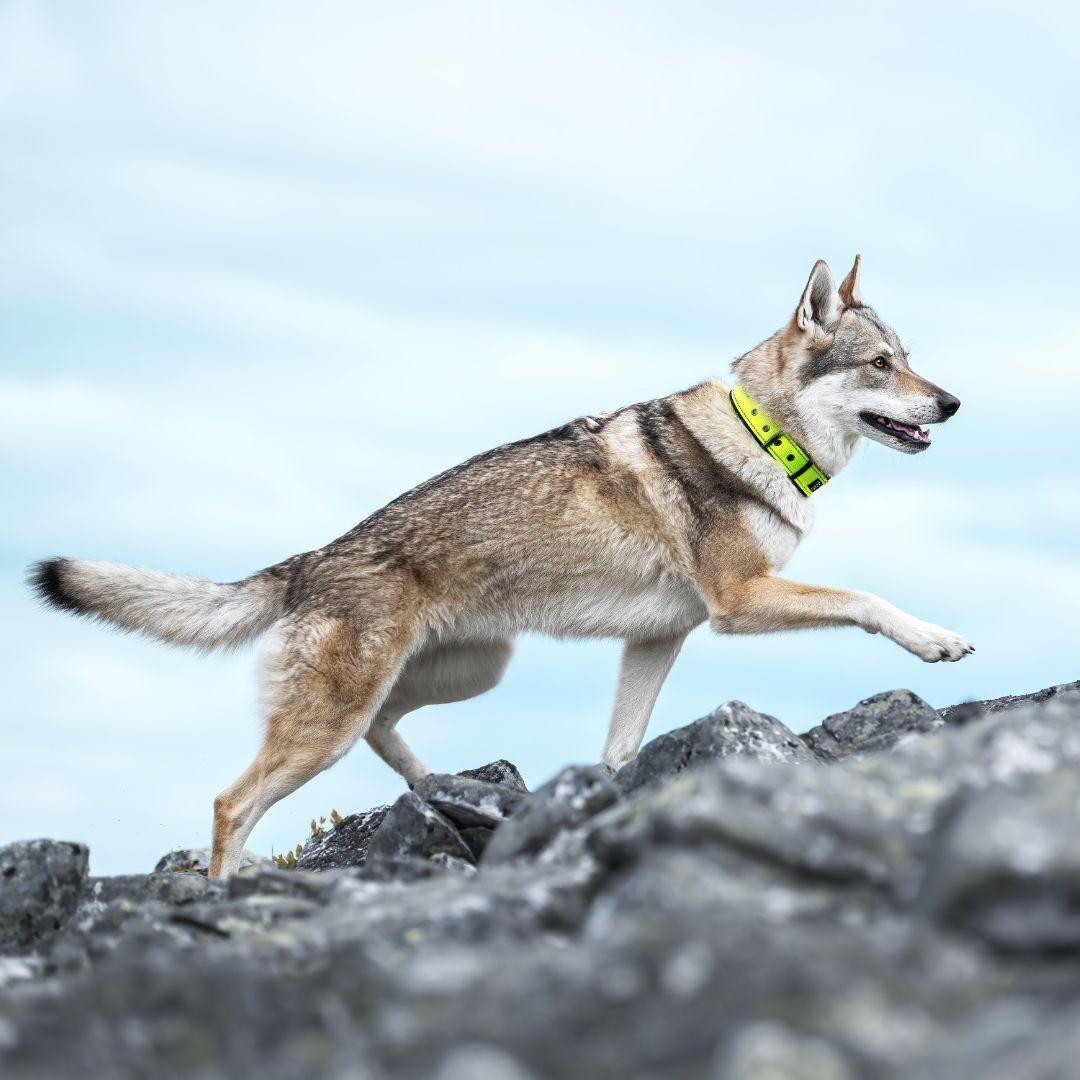 RUKKA® Form Soft Collar - FOREMAN® Products