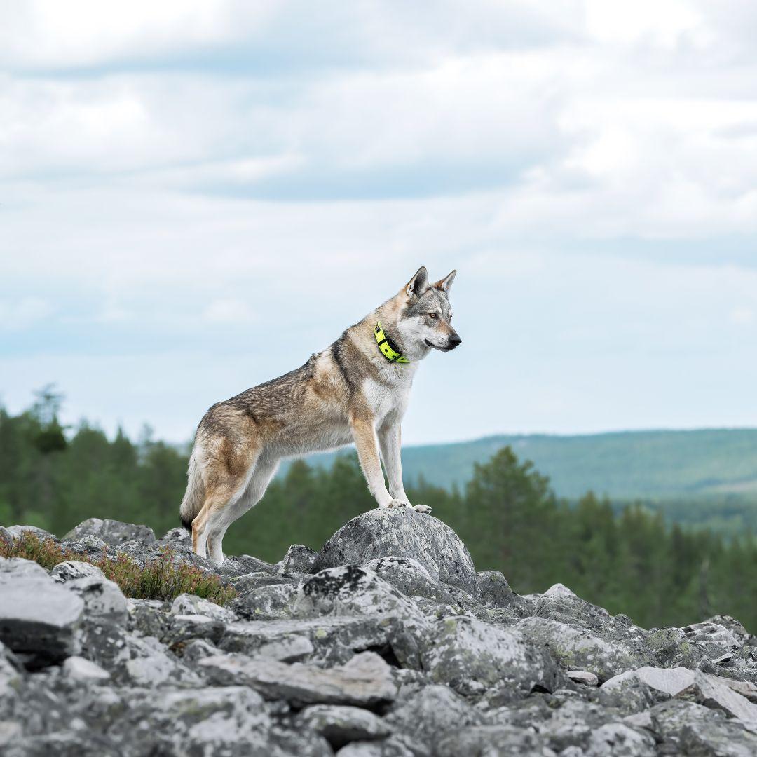 RUKKA® Form Soft Collar - FOREMAN® Products