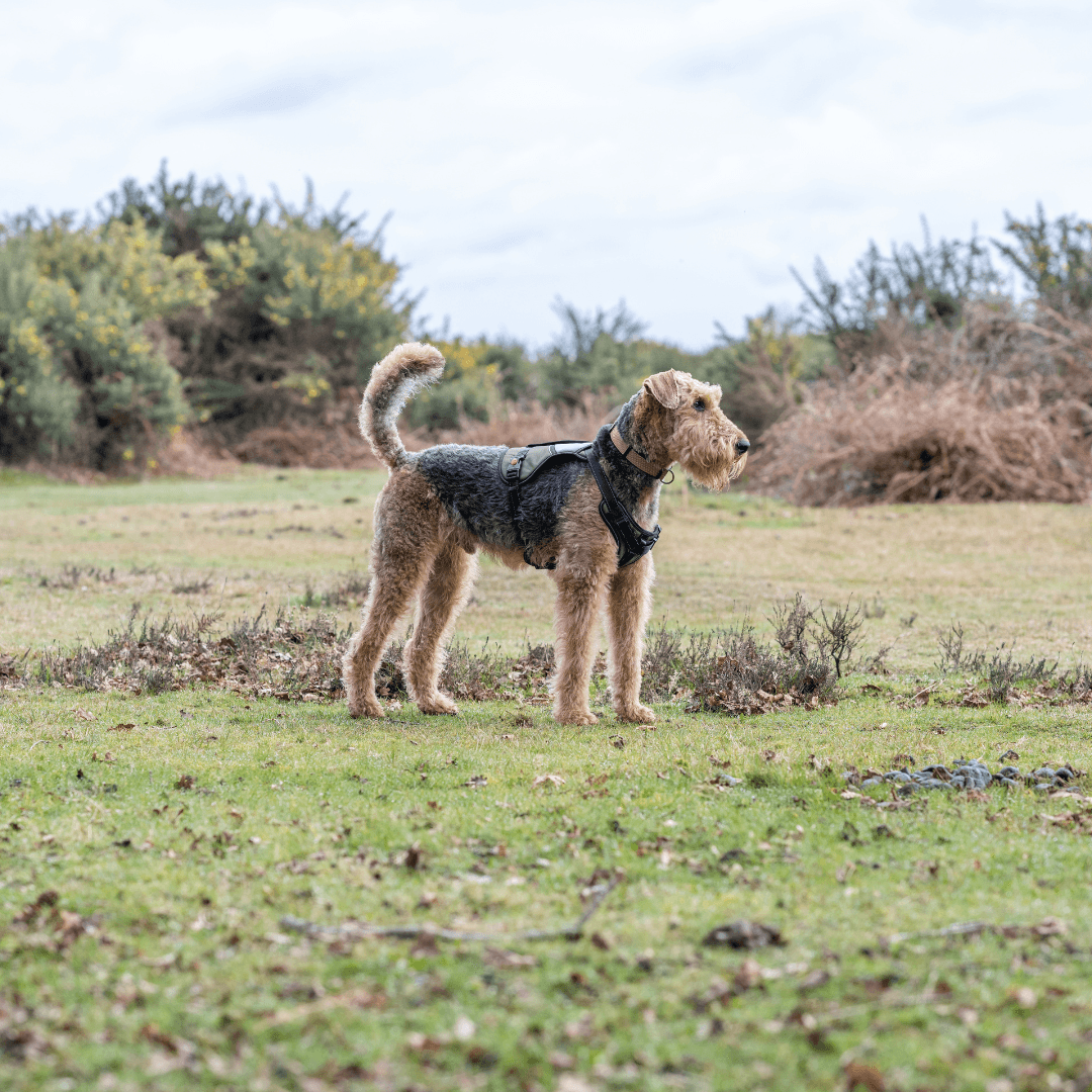 RUKKA® Mission Harness - FOREMAN® Products