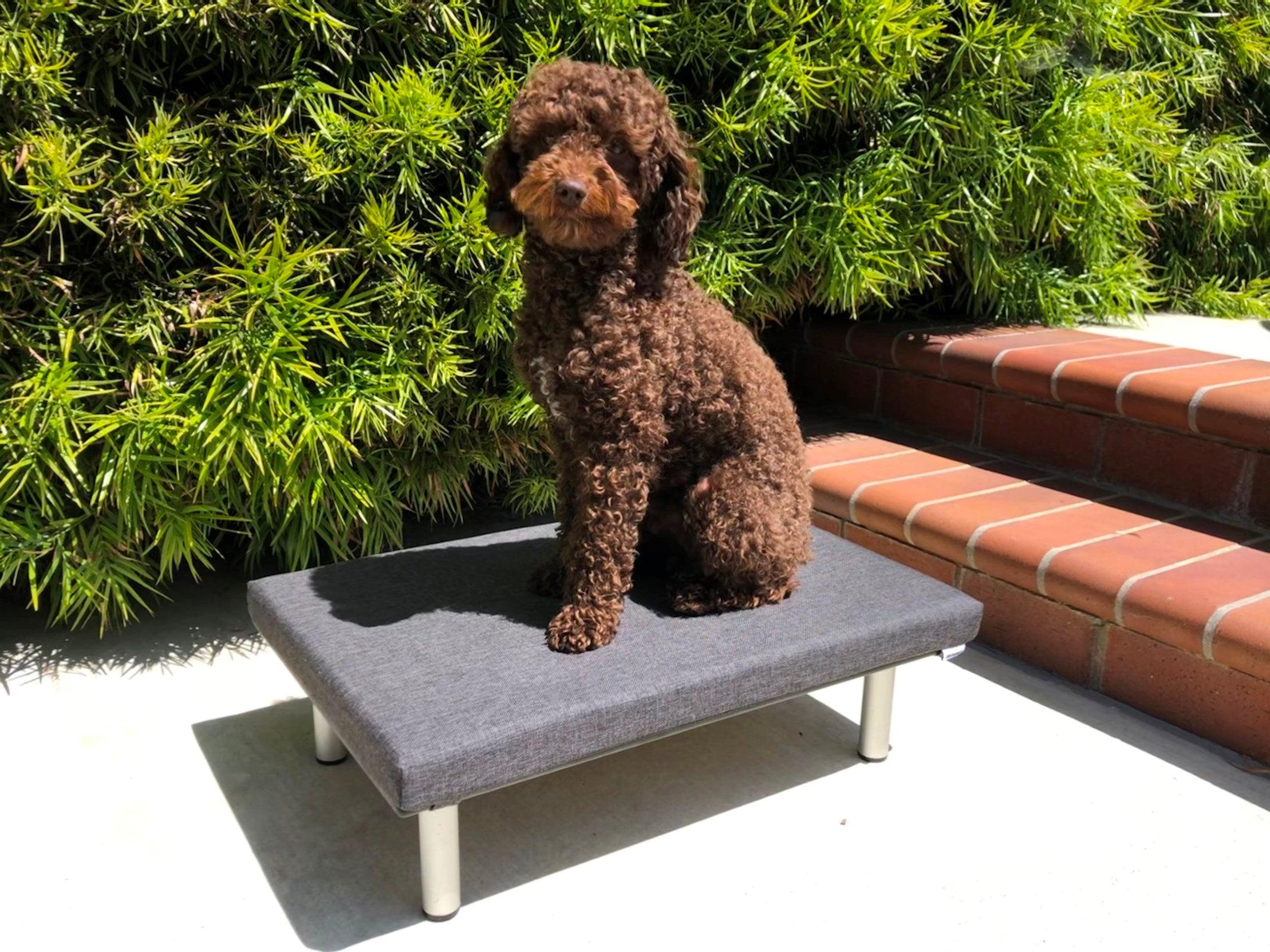 FOREMAN® Platform Dog Bed w/ Washable Mattress Cover - FOREMAN® Products