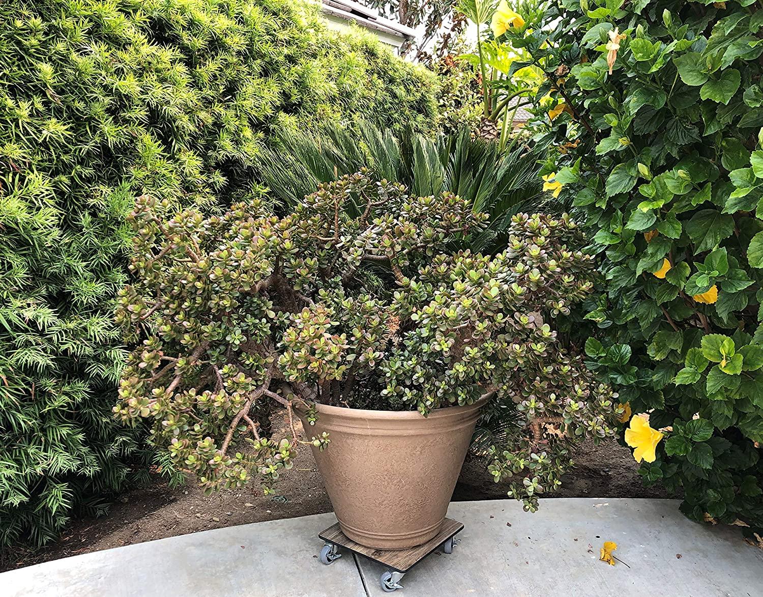 FOREMAN® Wood Grain Plant Caddy With Wheels - FOREMAN® Products